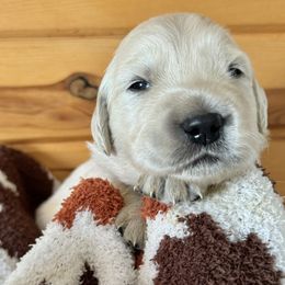 Boy 1 - Golden Retriever puppy from High Society Farm