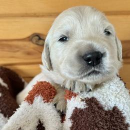 Boy 1 - Golden Retriever puppy from High Society Farm