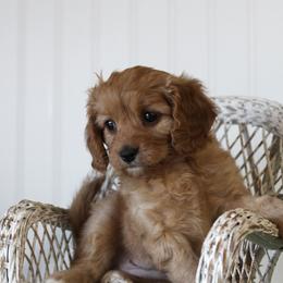 Rose - Red female Cavapoo puppy in Springtown, Texas from North Texas Puppies