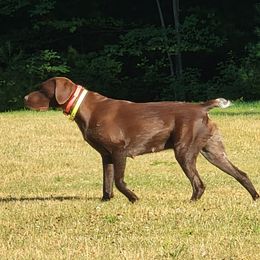 Jersey - German Shorthaired Pointer
