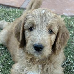 Alexander - green collar - Xander - Red  male Goldendoodle puppy in Phoenix, Arizona from Kerri's Goldendoodles