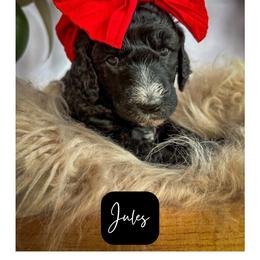 Jules - Black female Poodle puppy in Detroit Lakes, Minnesota from Pickerel Pups