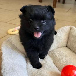 Raven - Black female Pomeranian puppy in Raymondville, Missouri from Pampered Pomskies