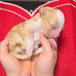 Snoopy - Apricot male Aussiedoodle puppy in Cumberland, Rhode Island from W Doodle Crew