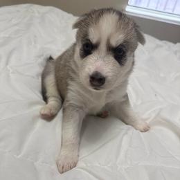 Girl 3 - Red and white female Siberian Husky puppy in New York, New York from Riri’s Huskies