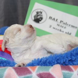 Lagotto Romagnolo Puppies from Royal and Loyal Lagotto Romagnolo