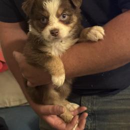 White collar - Red tri-color female Australian Shepherd puppy in Defuniak Springs, Florida from Blue Cypress Stock dogs