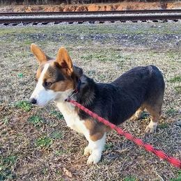 Flash - American Corgi