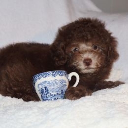 Poodle Puppies from Pawsh Petites