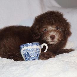 Poodle Puppies from Pawsh Petites