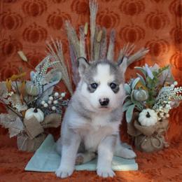 Mint - Gray and white female Siberian Husky puppy in York, Pennsylvania from Spalla Pups