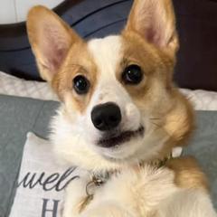 Pembroke Welsh Corgis from Red Fern Creek