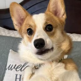 Pembroke Welsh Corgis from Red Fern Creek