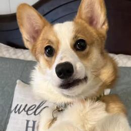 Pembroke Welsh Corgis from Red Fern Creek