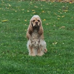 Mercy Hope - Cocker Spaniel