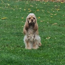 Mercy Hope - Cocker Spaniel