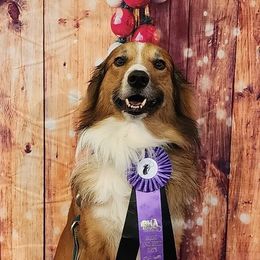 Dusty - English Shepherd