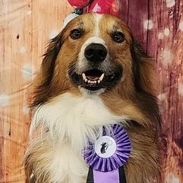 Dusty - English Shepherd