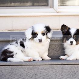 American Corgi and Pembroke Welsh Corgi Puppies from Blacktail Mountain Corgis