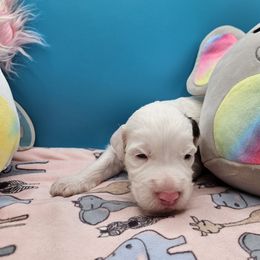 Milky Way - White female Bernedoodle puppy in Lancaster, Pennsylvania from NLB Mini Bernedoodles