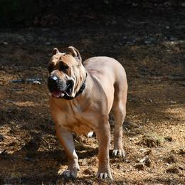 Perro de Presa Canario Puppies from Mesquite Creek Kennels