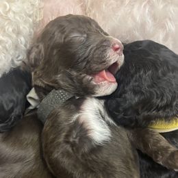 Bernedoodle puppies from Grandview Bernedoodles