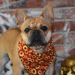 Jolene - French Bulldog