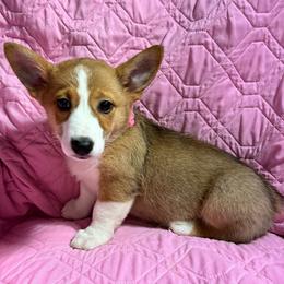Christi - White and red female Pembroke Welsh Corgi puppy in New Waverly, Texas from Corgie & Cream Paradise
