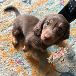 Dachshund Puppies from Lovin’ Li’s Furry Sausages