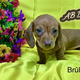 Brûlée - Red female Dachshund puppy in Mesquite, Texas from AB Dachshund