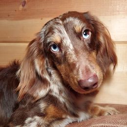 SVEN - Dachshund