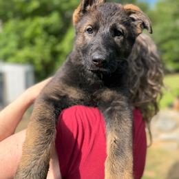 Suzanne - Sable female German Shepherd puppy in Winterport, Maine from Vom Stevens Old Fashioned German Shepherds