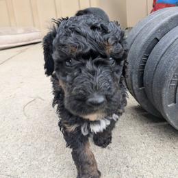 Louie - Black phantom male Aussiedoodle puppy in Yacolt, Washington from Aussiedoodles by Maggie