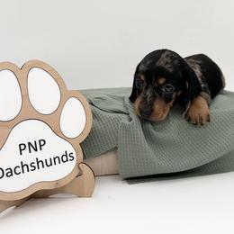 Angelica - Dapple female Dachshund puppy in Ben Wheeler, Texas from P&P Dachshunds