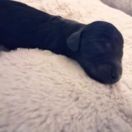 Onyx - Black male Dachshund puppy in Statesville, North Carolina from Dannie's Doxies