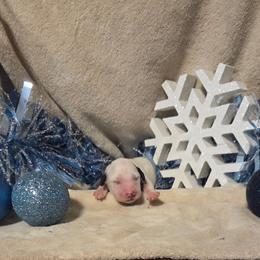 Cayenne - White and black female Dalmatian puppy in Claremore, Oklahoma from Lotsofdots Dalmatians