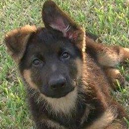 German Shepherds from Vom Family J