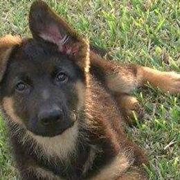 German Shepherds from Vom Family J