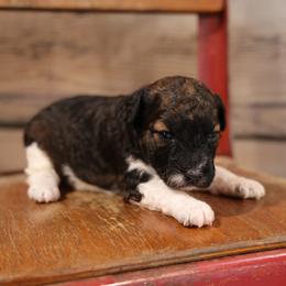 Billie - Brown female Whoodle puppy in West Bend, Iowa from Blue Skies Terriers