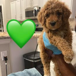 Snickerdoodle - Red  female Goldendoodle puppy in Richmond, Texas from Harper’s Heartbeats