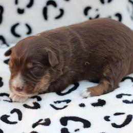 Female 1 - Red tri female Toy Australian Shepherd puppy in Newnan, Georgia from Baker's Down South Aussies