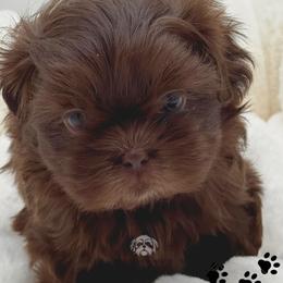 Maxwell - Liver male Shih Tzu puppy in Fairland, Indiana from Divine Shih Tzu of Fairland
