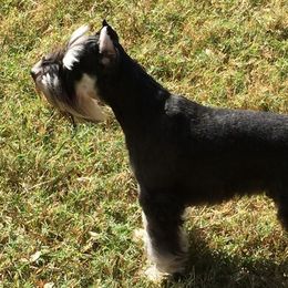 Miniature Schnauzers from Lakeside Schnauzers