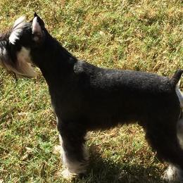 Miniature Schnauzers from Lakeside Schnauzers