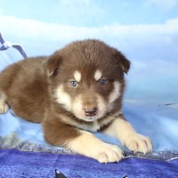 Pumpkin - Alaskan Malamute puppy in Independence, Virginia from New River Valley Malamutes