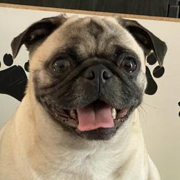 Pugs from Bar-Ken Baby Pugs