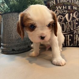 Shepard - Blenheim male Cavalier King Charles Spaniel puppy in Maryland from Trina’s Little Lap Dogs