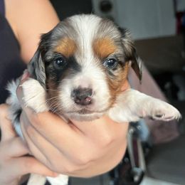 Black tan dapple piebald boy- Max - Piebald male Dachshund puppy in Lady Lake, Florida from Shotzie Doxie Co.