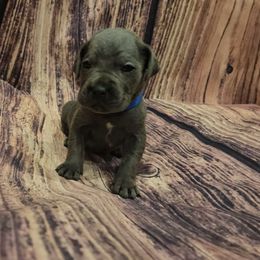 Blue collar - Gray male Cane Corso puppy in Fritch, Texas from Carrie Brown's Cane Corsos