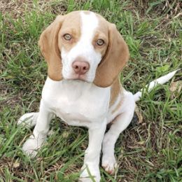 Beagles from Lost Trail Kennels